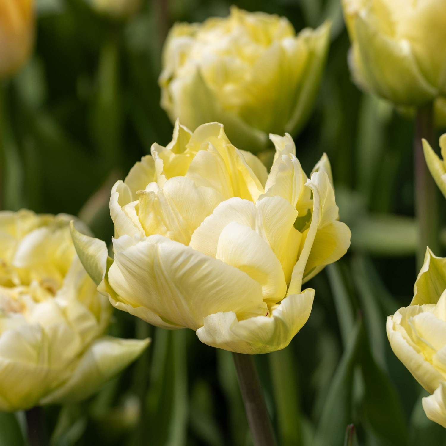 Tulpe 'Verona'